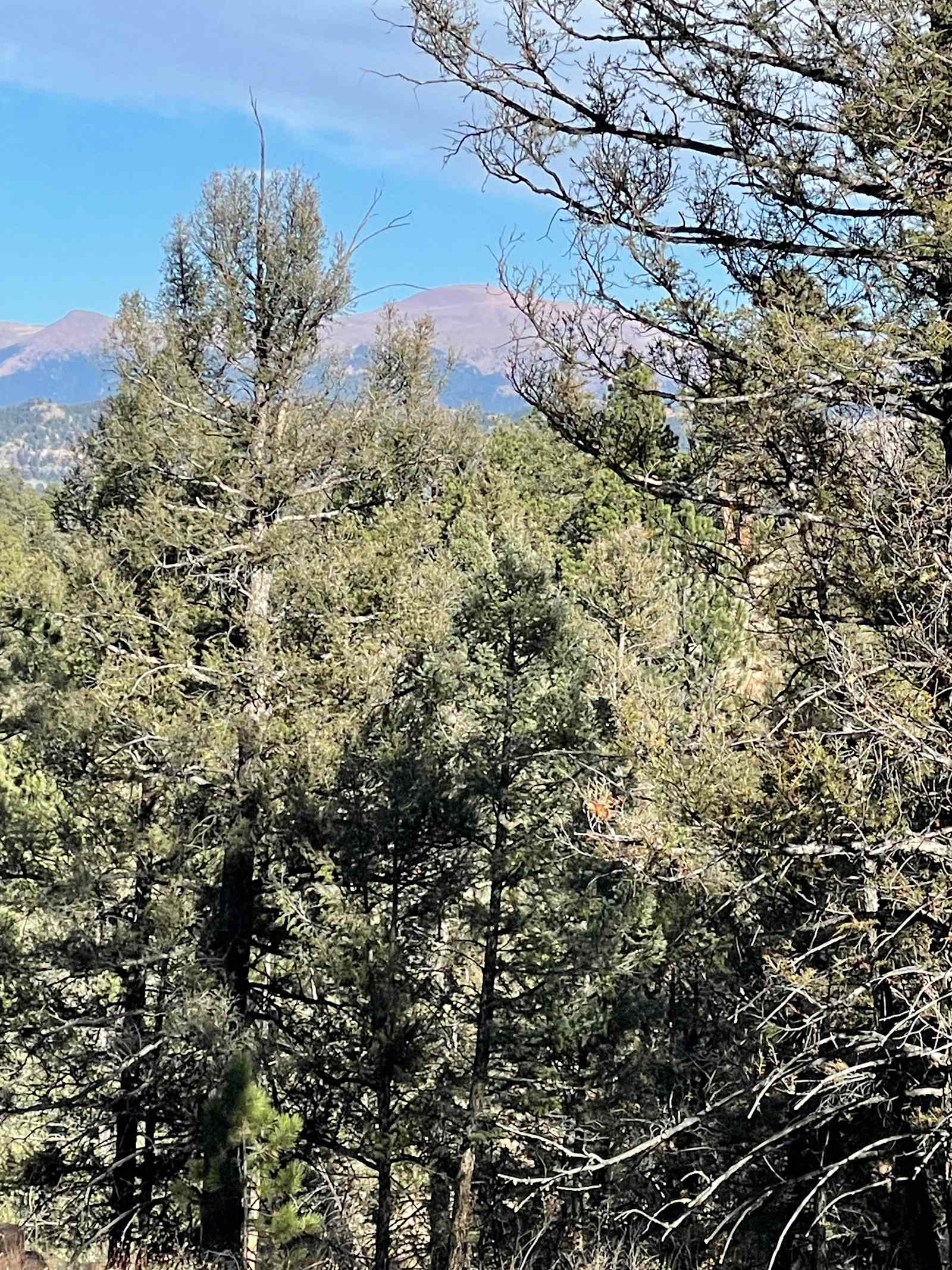 H Acres Wall Tent on 20 acres - Florissant, Colorado - glamping.directory