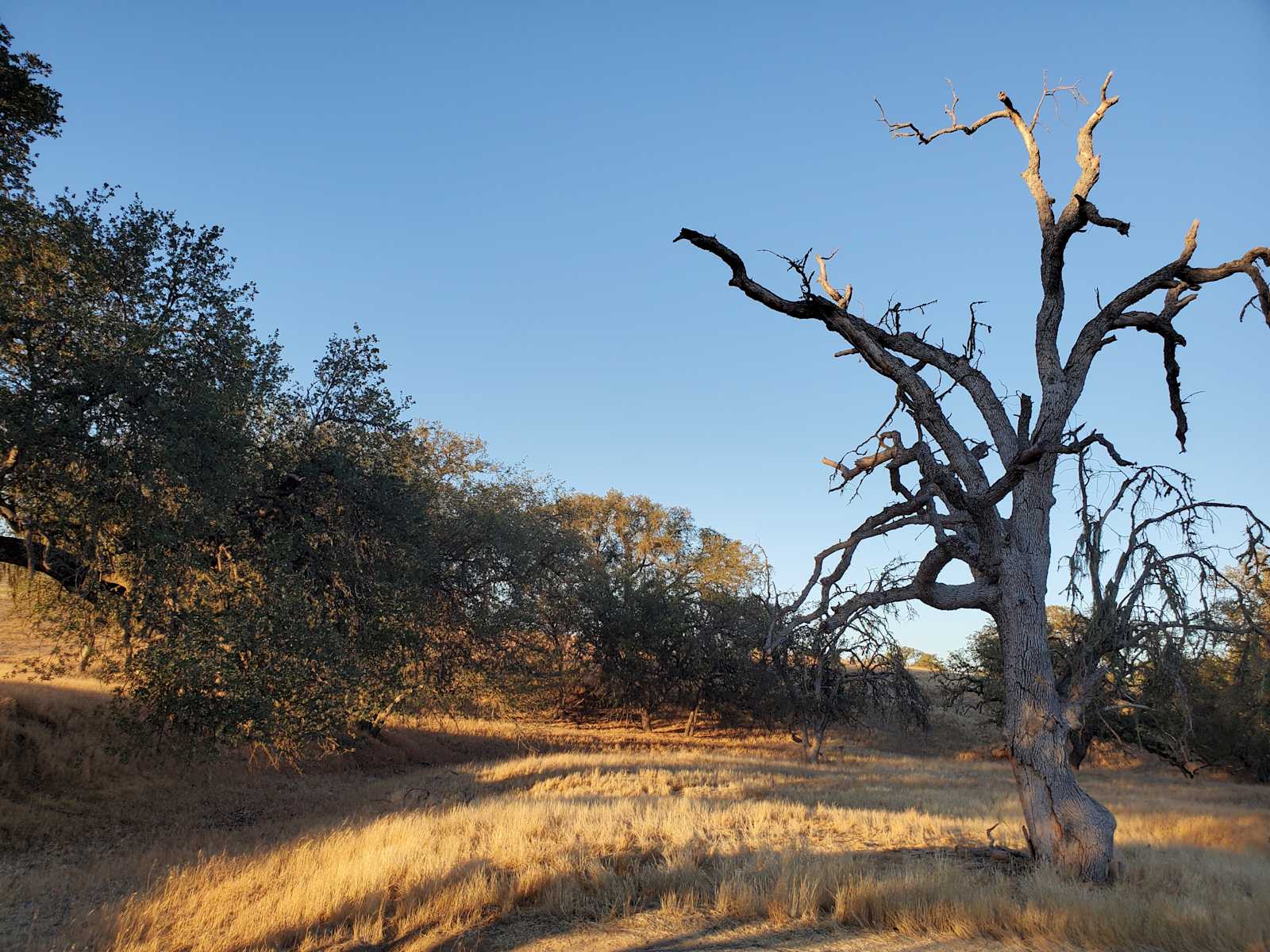 Broken Branch Creek - Paso Robles, California - glamping.directory