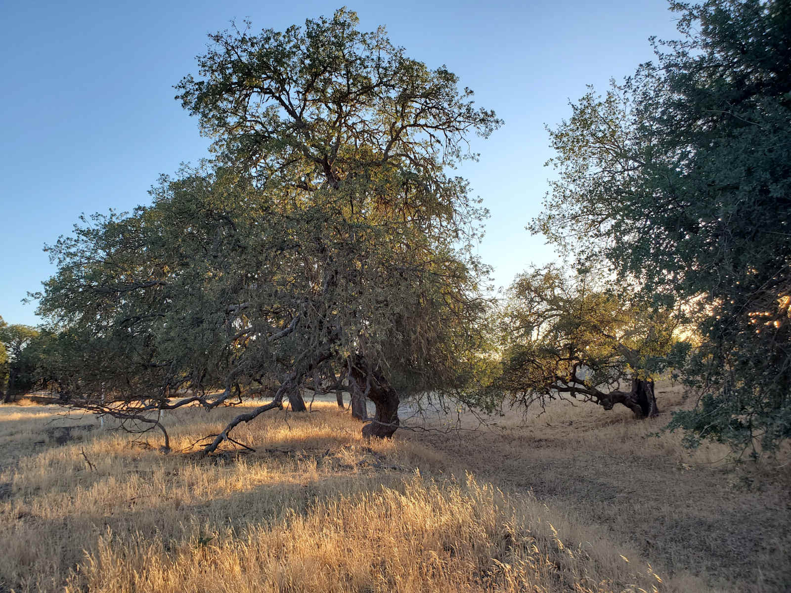 Broken Branch Creek - Paso Robles, California - glamping.directory