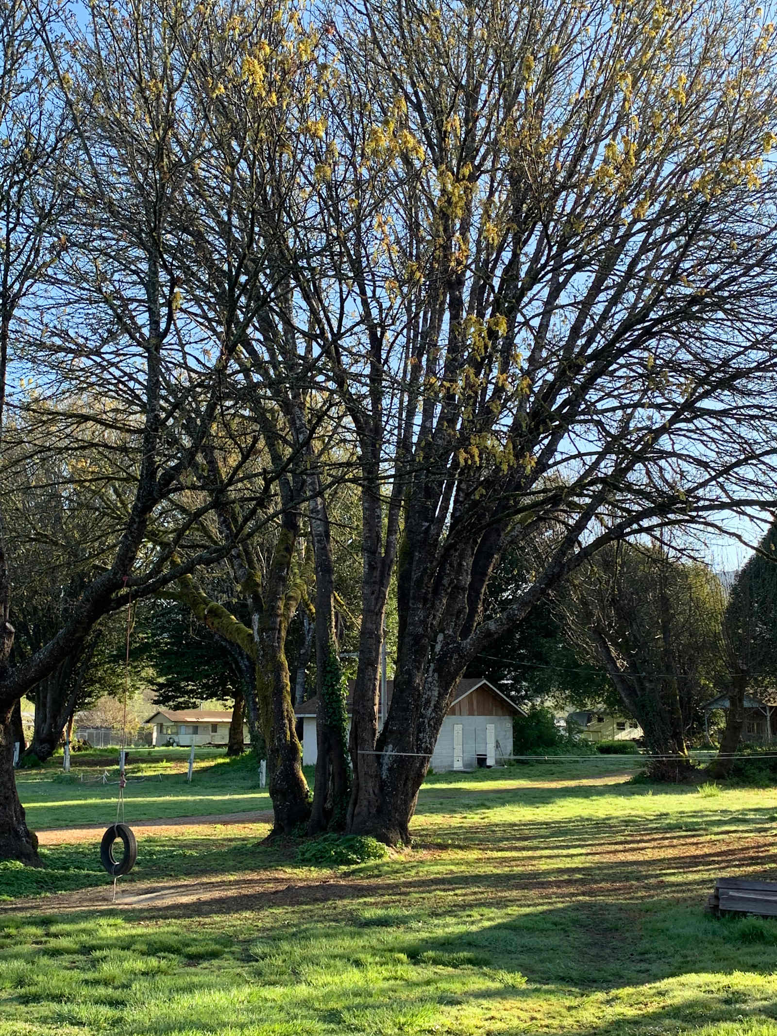 Terwer RV Park - Klamath, California - glamping.directory