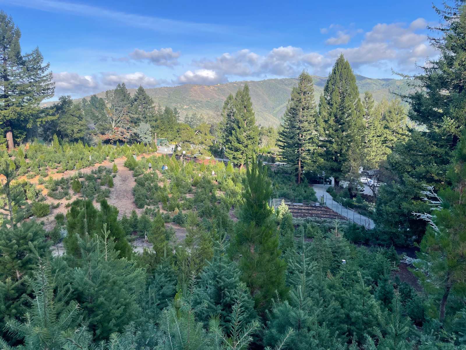 Patchen Christmas Tree Farm - Los Gatos, California - glamping.directory