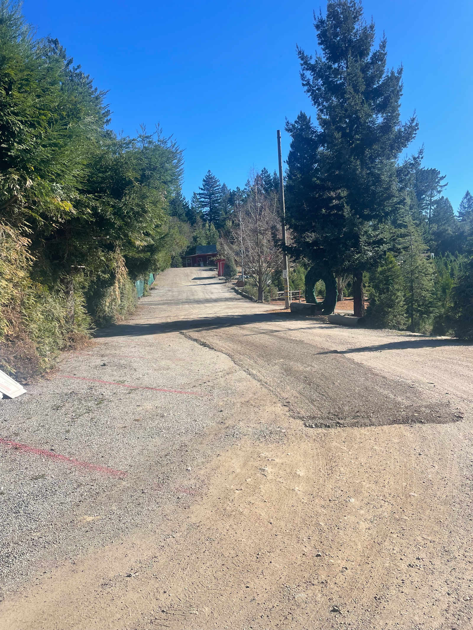 Patchen Christmas Tree Farm - Los Gatos, California - glamping.directory