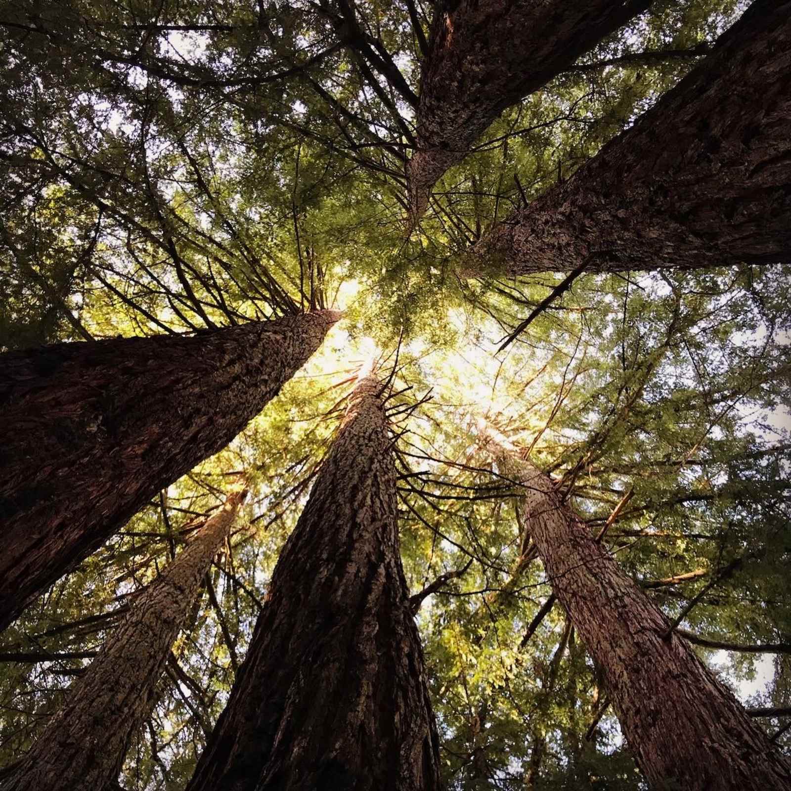 Cabins in W County Sonoma Redwoods - Cazadero, California - glamping.directory