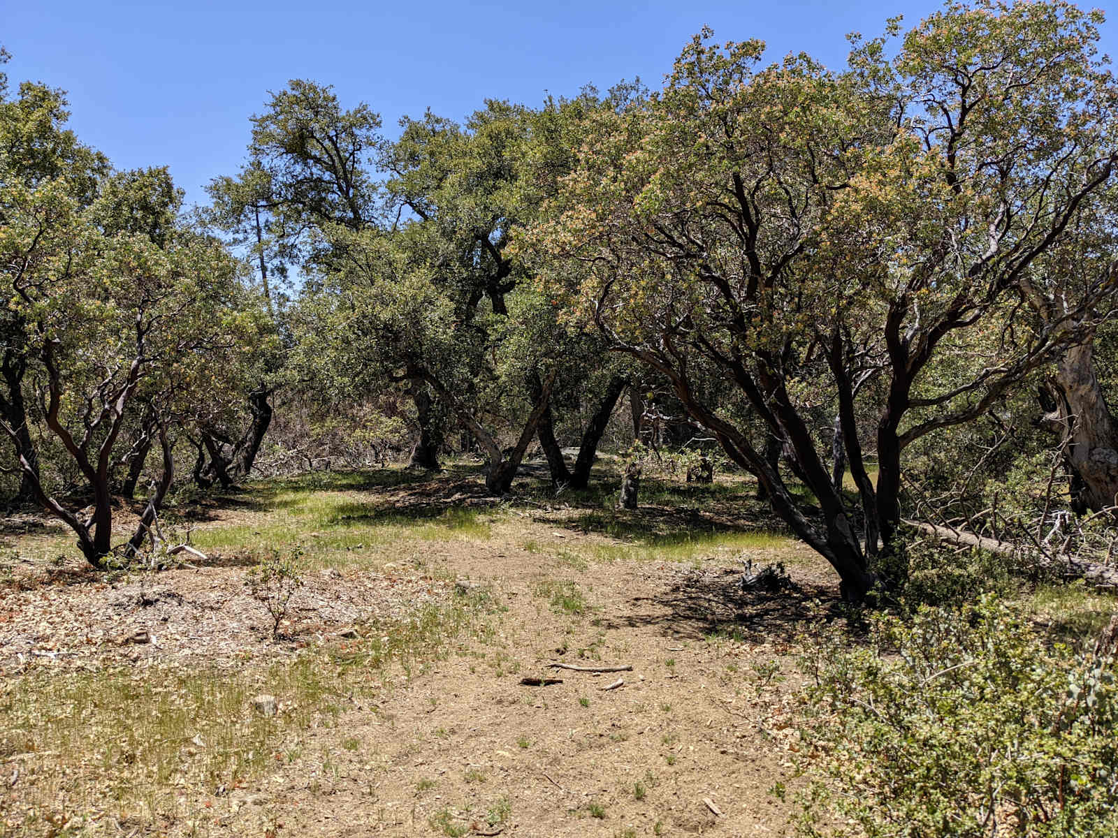 Coe's Cozy Country Corner - Auberry, California - glamping.directory