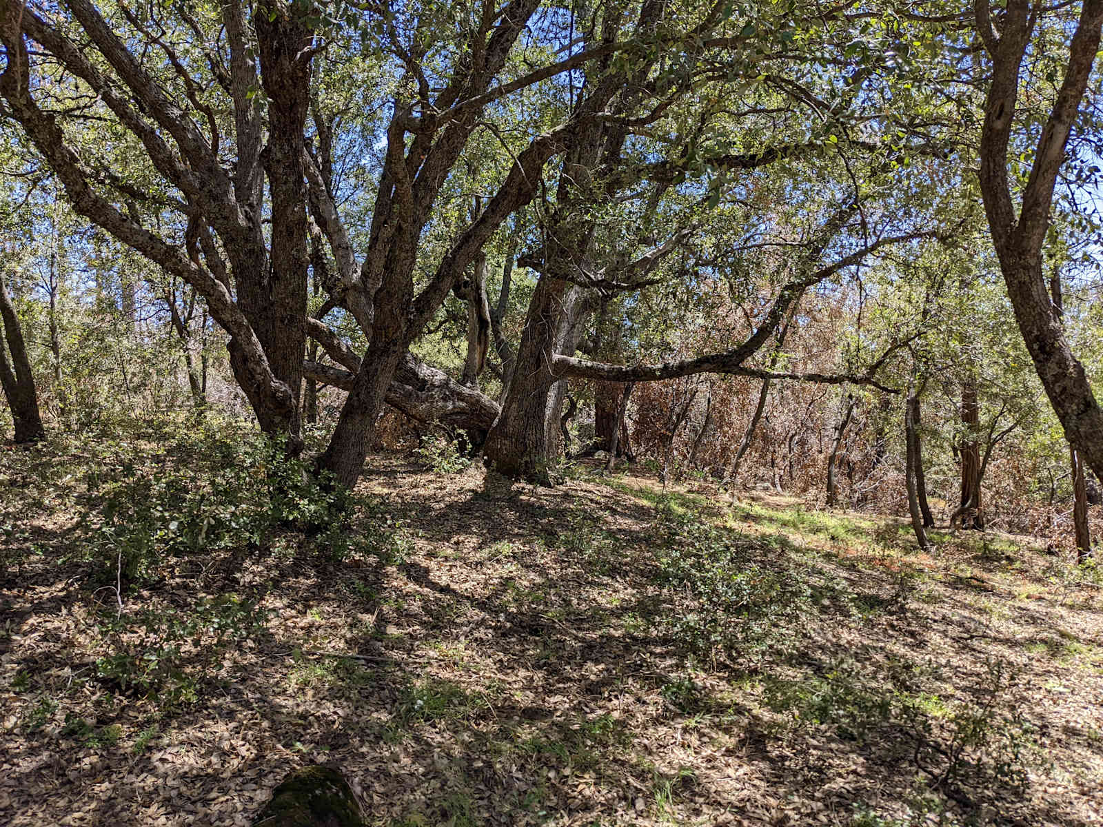 Coe's Cozy Country Corner - Auberry, California - glamping.directory
