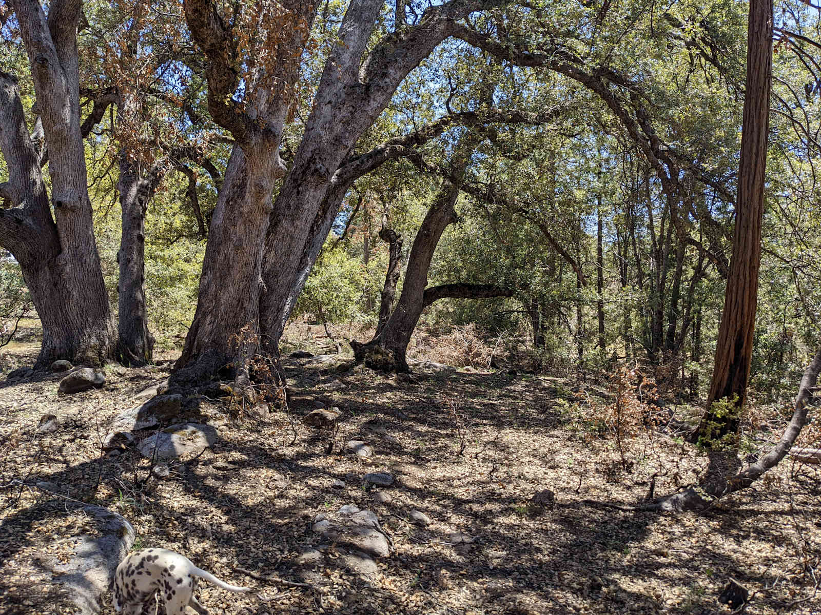 Coe's Cozy Country Corner - Auberry, California - glamping.directory