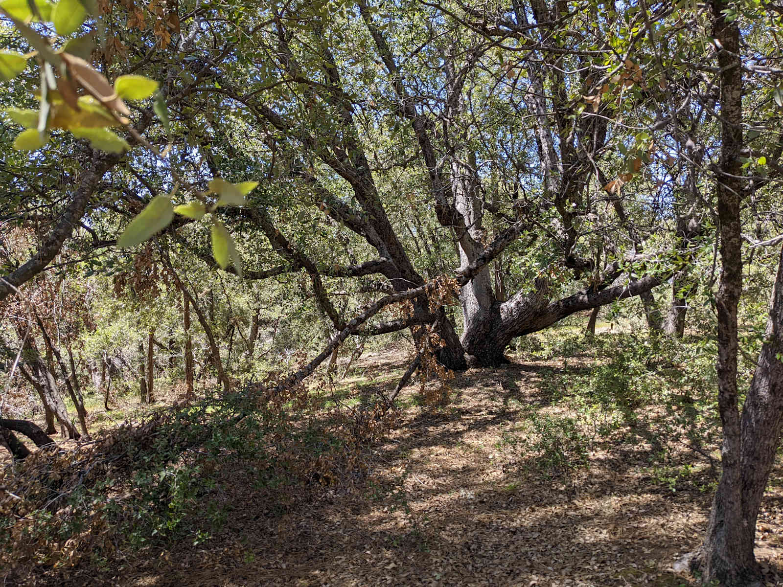 Coe's Cozy Country Corner - glamping.directory