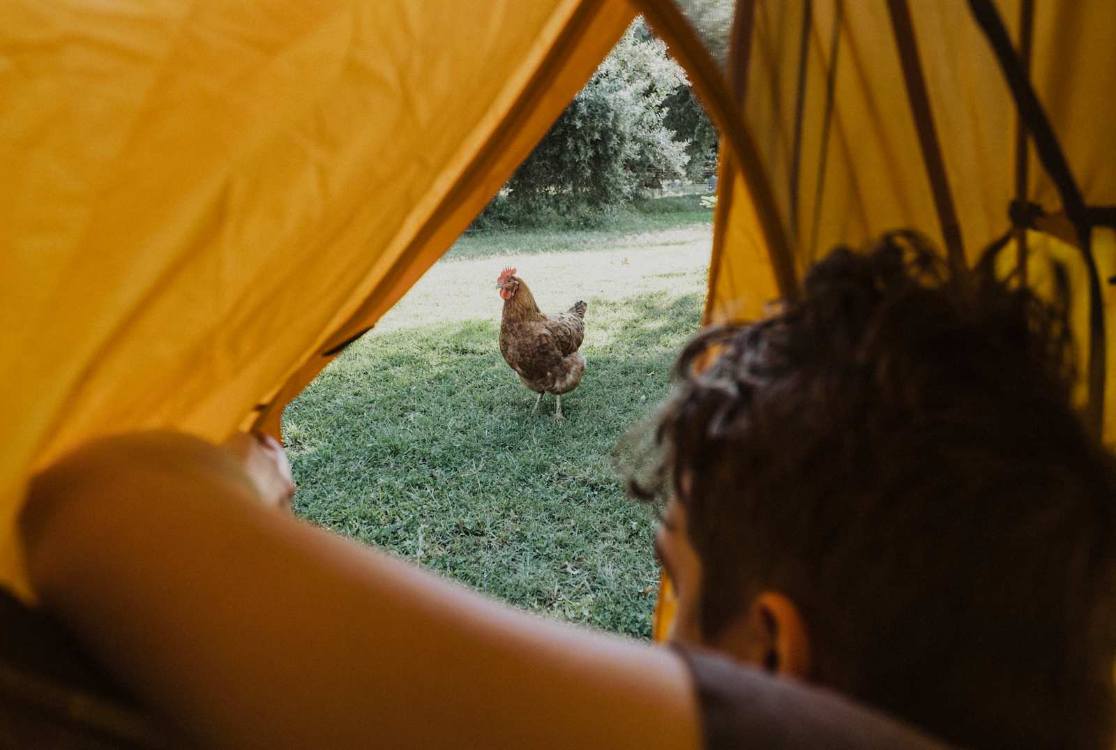 Blue Moon Orchard Retreat - Lemon Cove, California - glamping.directory