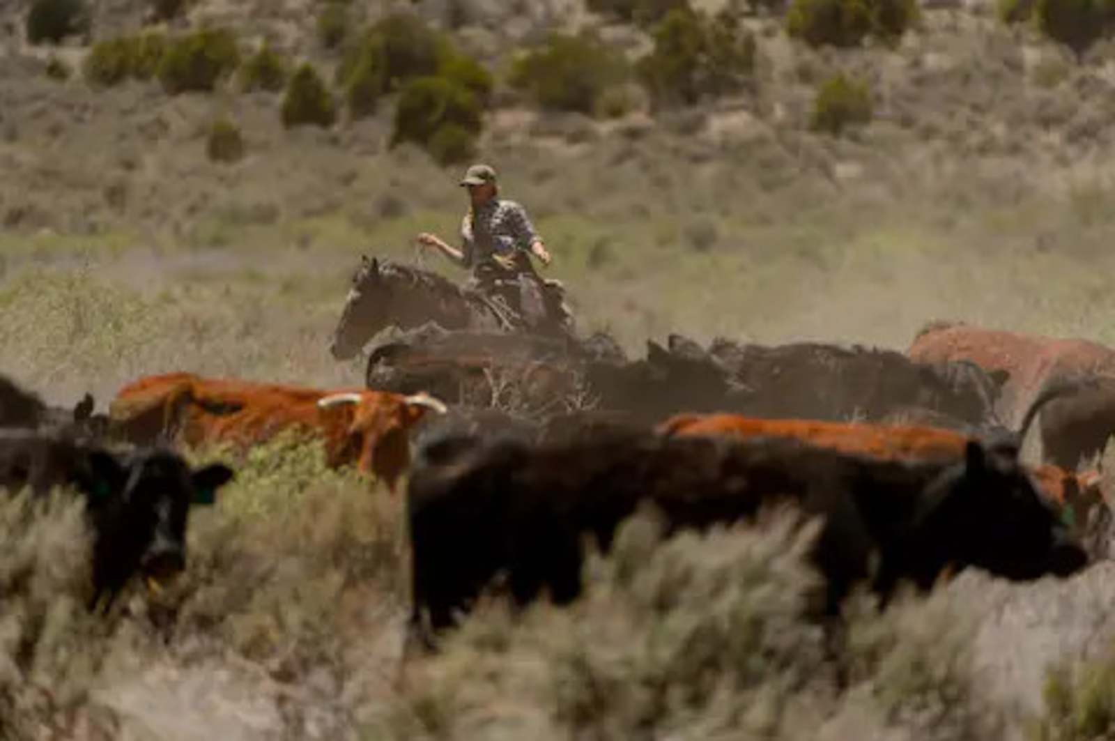 LV Bar- Finicum Ranch - glamping.directory