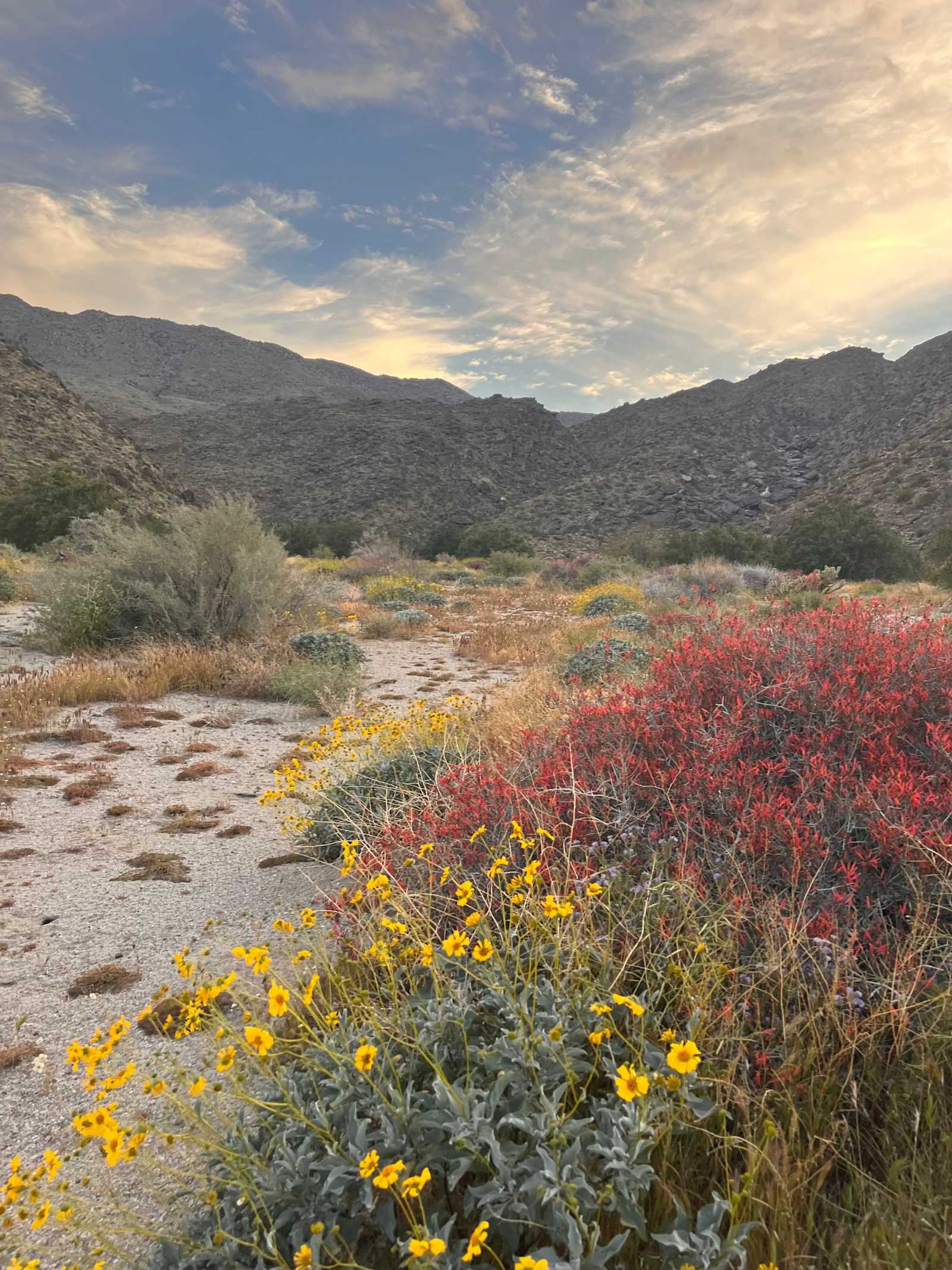 Dark Sky Wilderness Retreat - Borrego Springs, California - glamping.directory