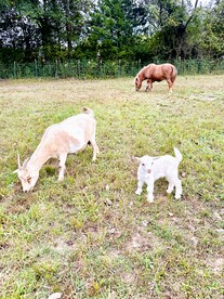 Charming Cozy Farmhouse with Animals for an Amazing Family Getaway near Hot Springs, Arkansas - Hot Springs National Park, Arkansas - glamping.directory