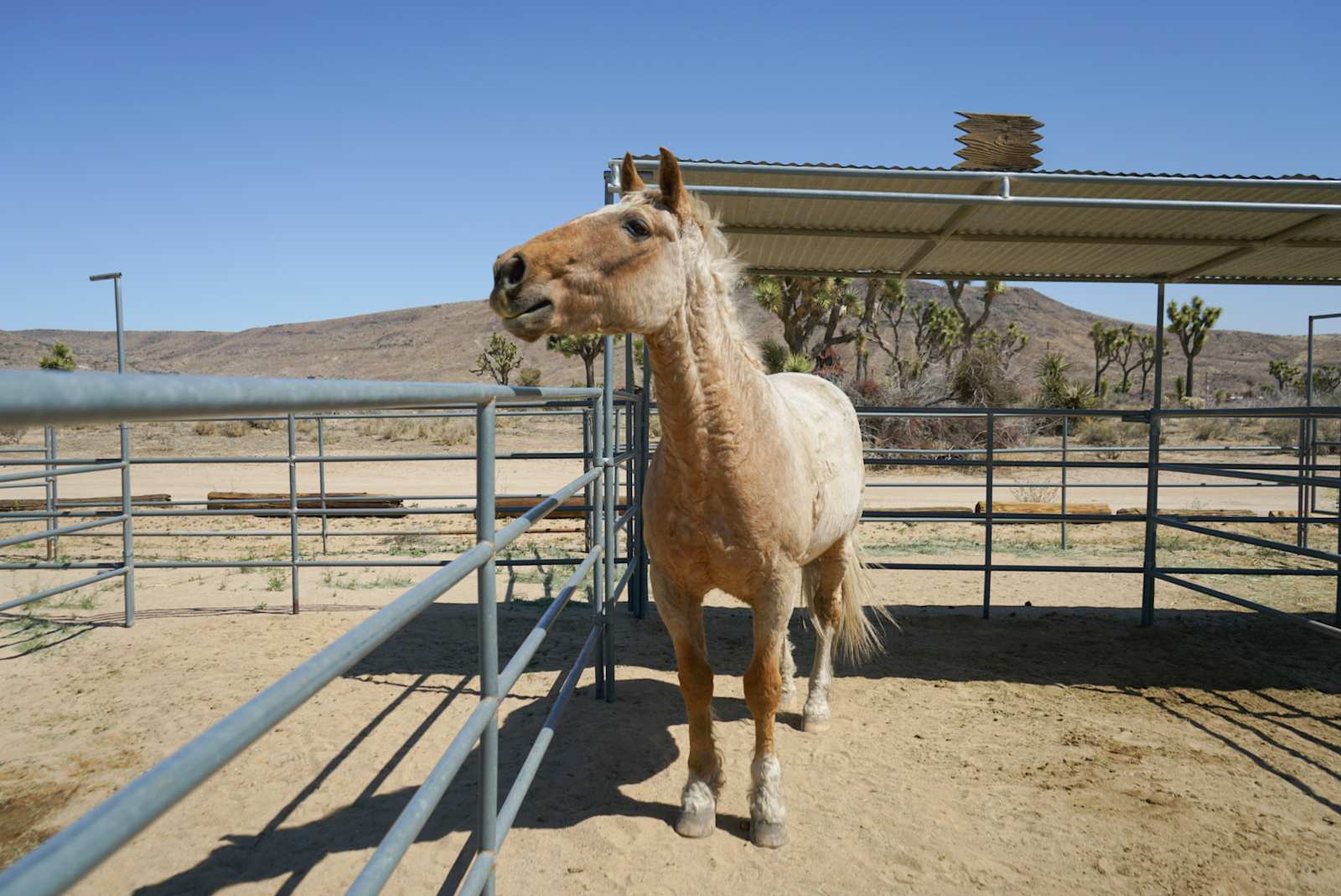 Pioneertown Corrals Camping - Pioneertown, California - glamping.directory