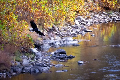 Secluded, Solar Powered Log Cabin on the Great Cacapon River, Perfect for Large Group Getaways to the West Virginia Wilderness - Great Cacapon, West Virginia - glamping.directory