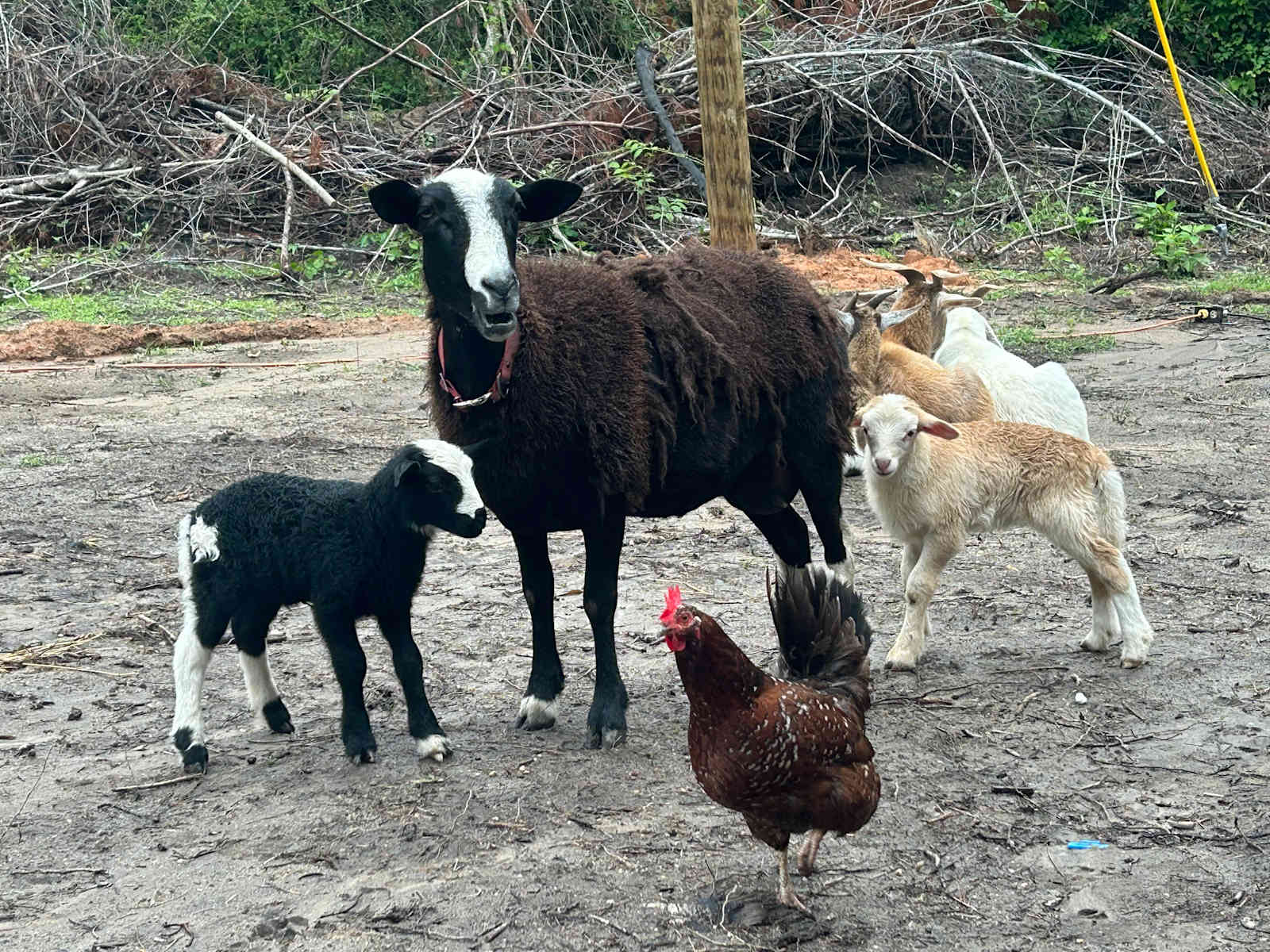 JAM Mission - Tuskegee, Alabama - glamping.directory