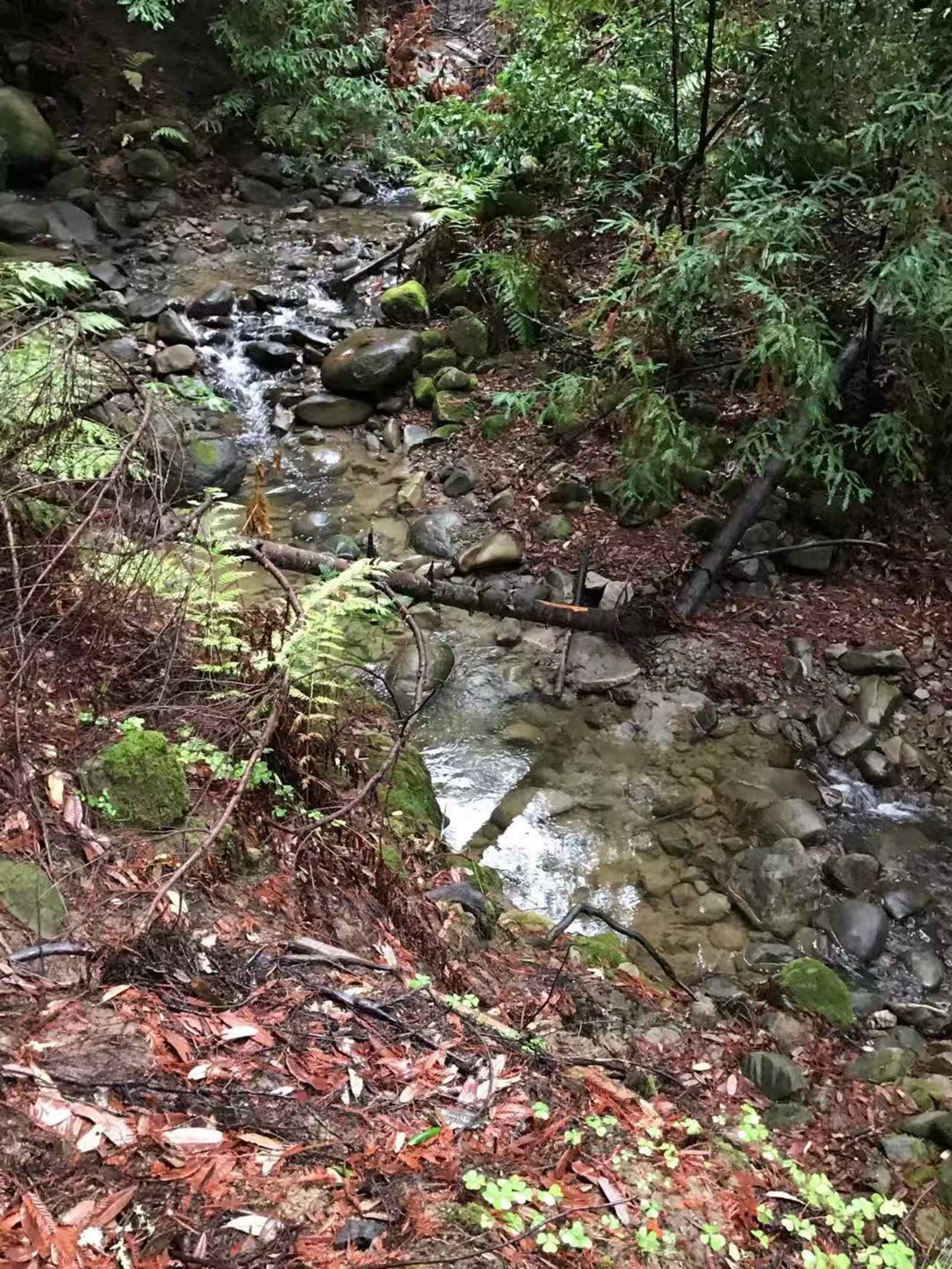 Amaya Creek Redwood Campground - Los Gatos, California - glamping.directory