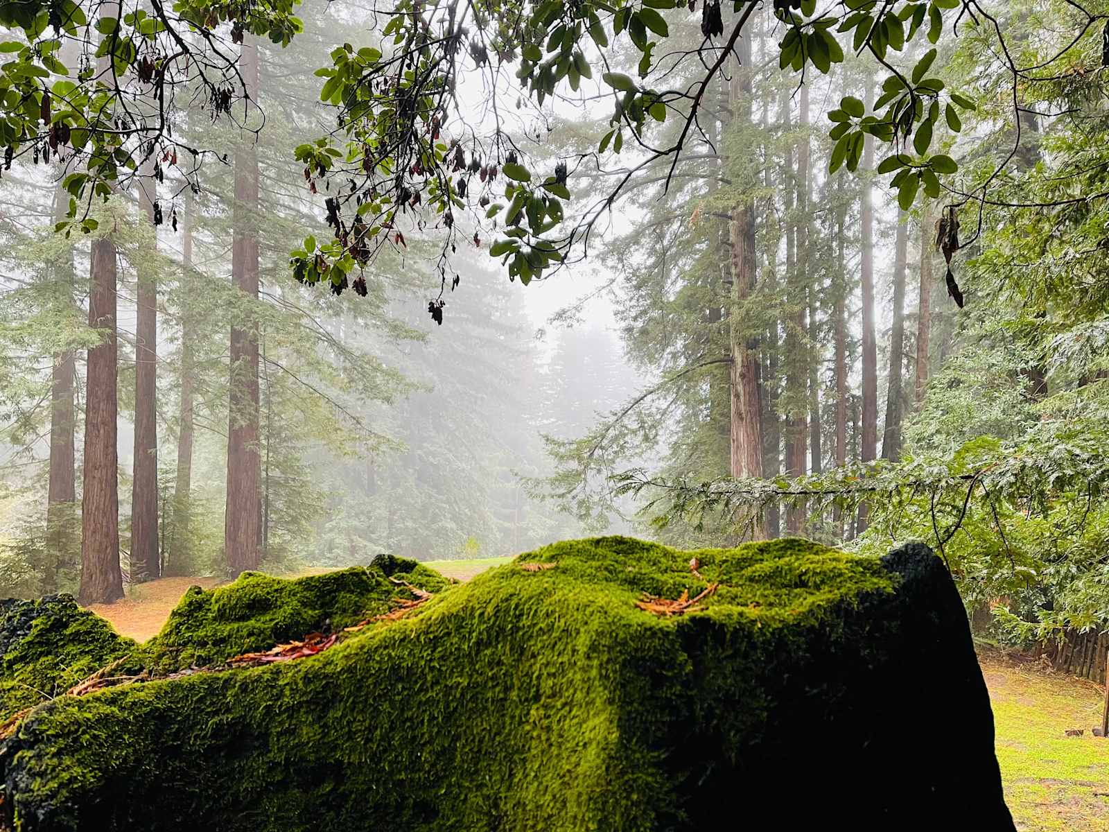 Amaya Creek Redwood Campground - Los Gatos, California - glamping.directory