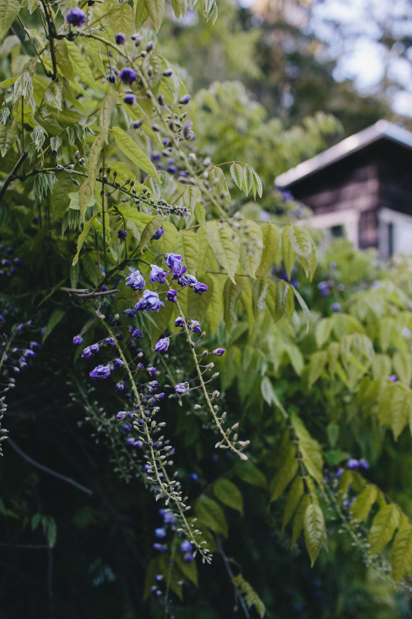 Venture Retreat Center, Pescadero - Pescadero, California - glamping.directory