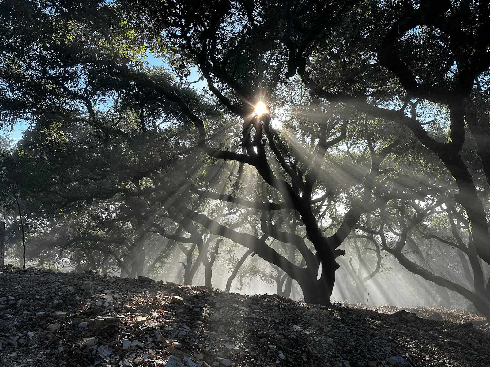 Mt Rancho (FKA La Montaña Ranch) - Santa Margarita, California - glamping.directory