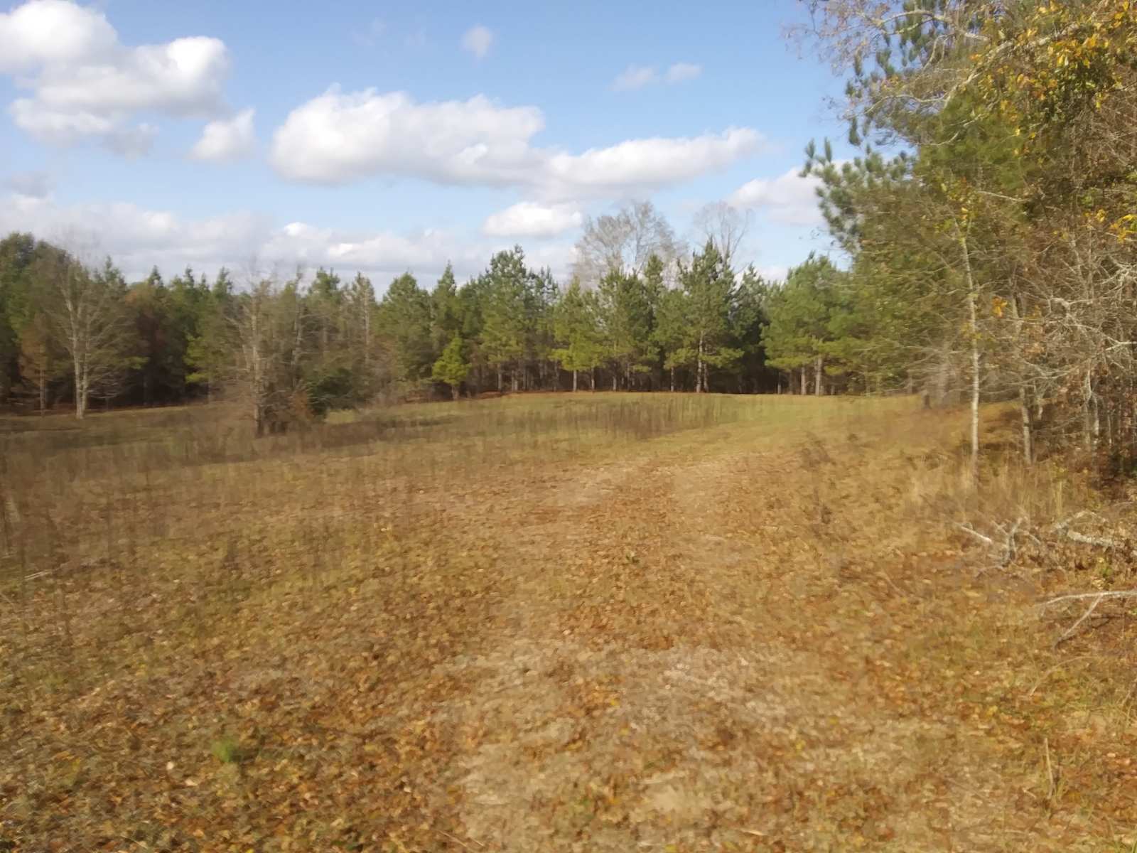Murchison Farm's Primitive Camping - Pine Apple, Alabama - glamping.directory