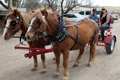 Room Rental on a Dude Ranch Perfect for Families in Northern Colorado - New Raymer, Colorado - glamping.directory