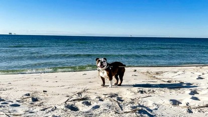 Beach Front Cottage with Private Heated Pool in Alabama - Gulf Shores, Alabama - glamping.directory