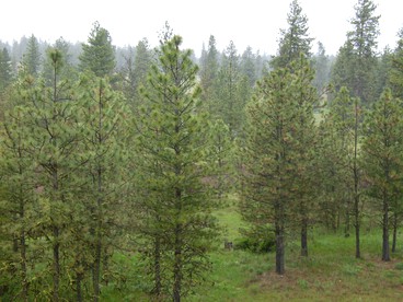 Spacious Rustic Cabin Rental with a Hot Tub in Cheney, Washington - Cheney, Washington - glamping.directory