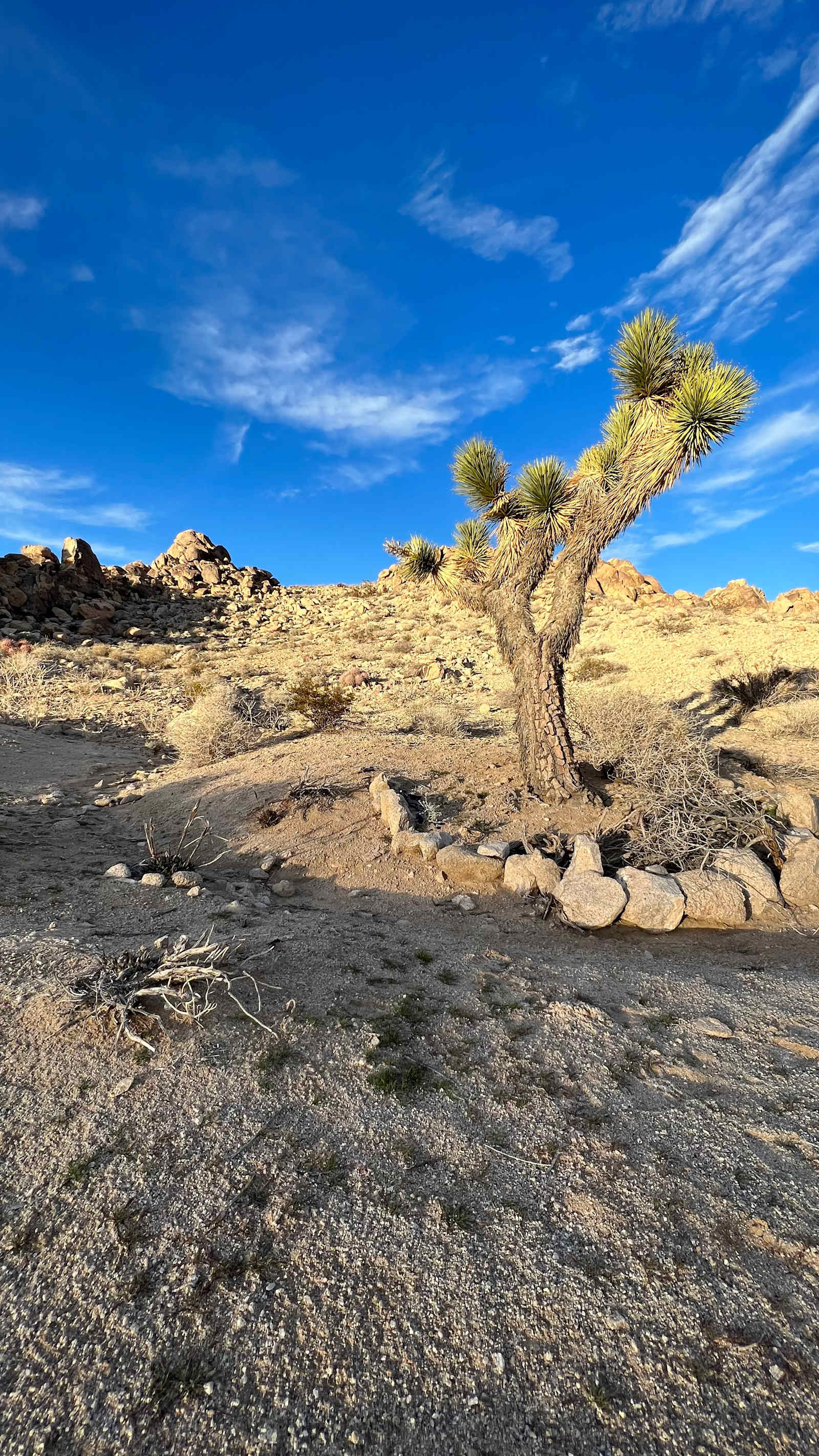 Xbone's Desert Life | Mojave Desert - Lucerne Valley, California - glamping.directory