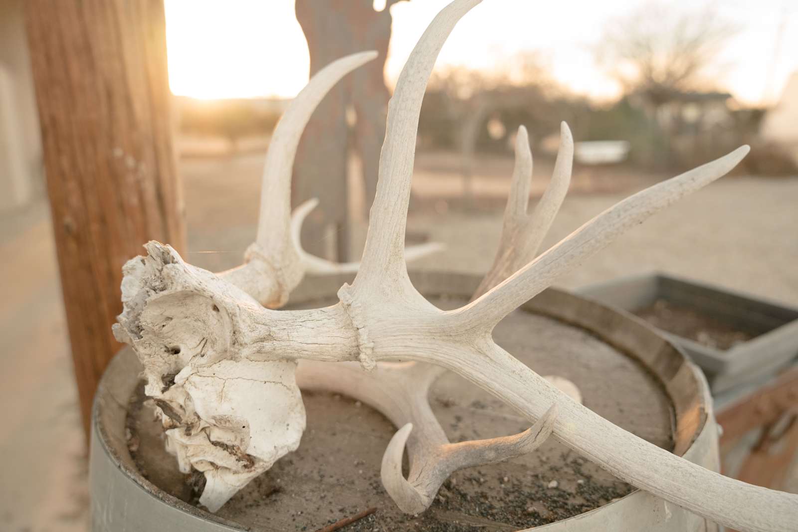 Camp Tule Elk - Santa Margarita, California - glamping.directory