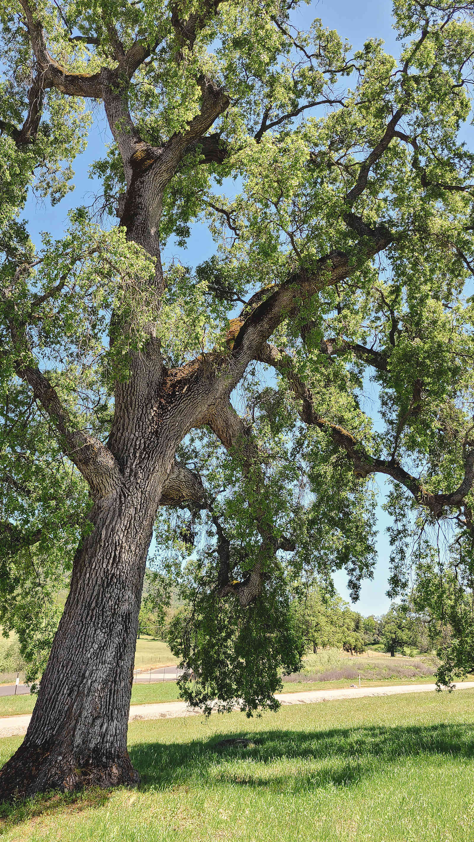 Prospect 772 Winery & Event Center - Angels Camp, California - glamping.directory