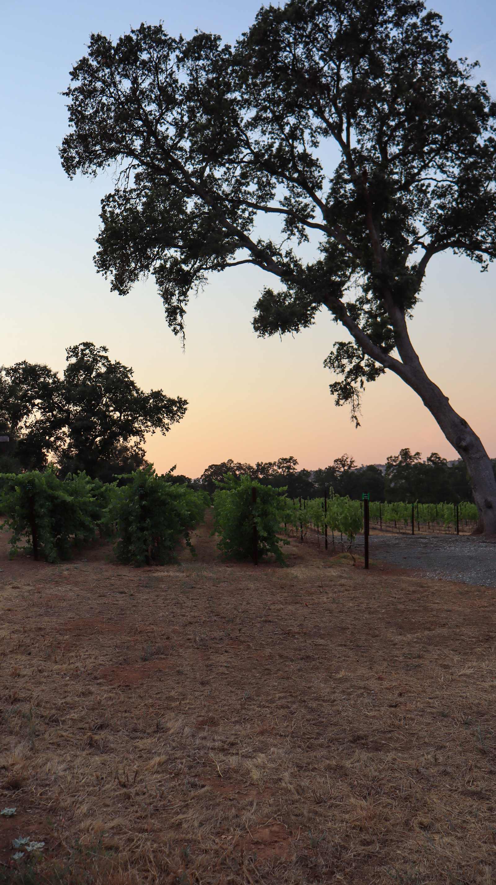 Prospect 772 Winery & Event Center - Angels Camp, California - glamping.directory
