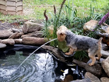 Charming Pet-Friendly Vacation Rental at a Lovely Bed and Breakfast near Hillsville, Virginia - Cana, Virginia - glamping.directory