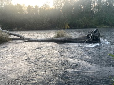 Modern Tiny Cabin on the Bank of the Satsop River near Montesano, Washington - Montesano, Washington - glamping.directory