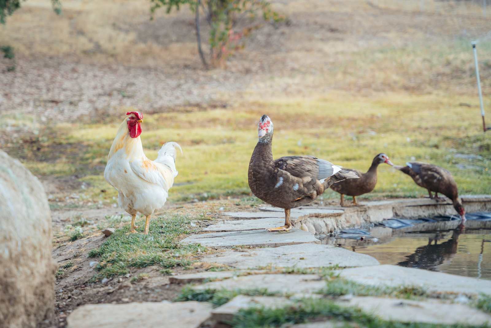 Solstice Farms - Loomis, California - glamping.directory