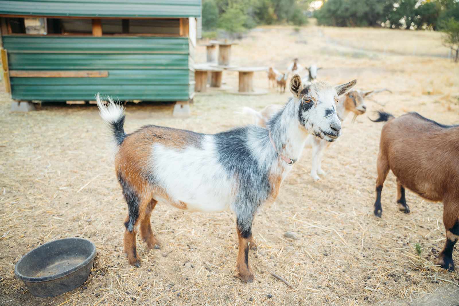 Solstice Farms - Loomis, California - glamping.directory