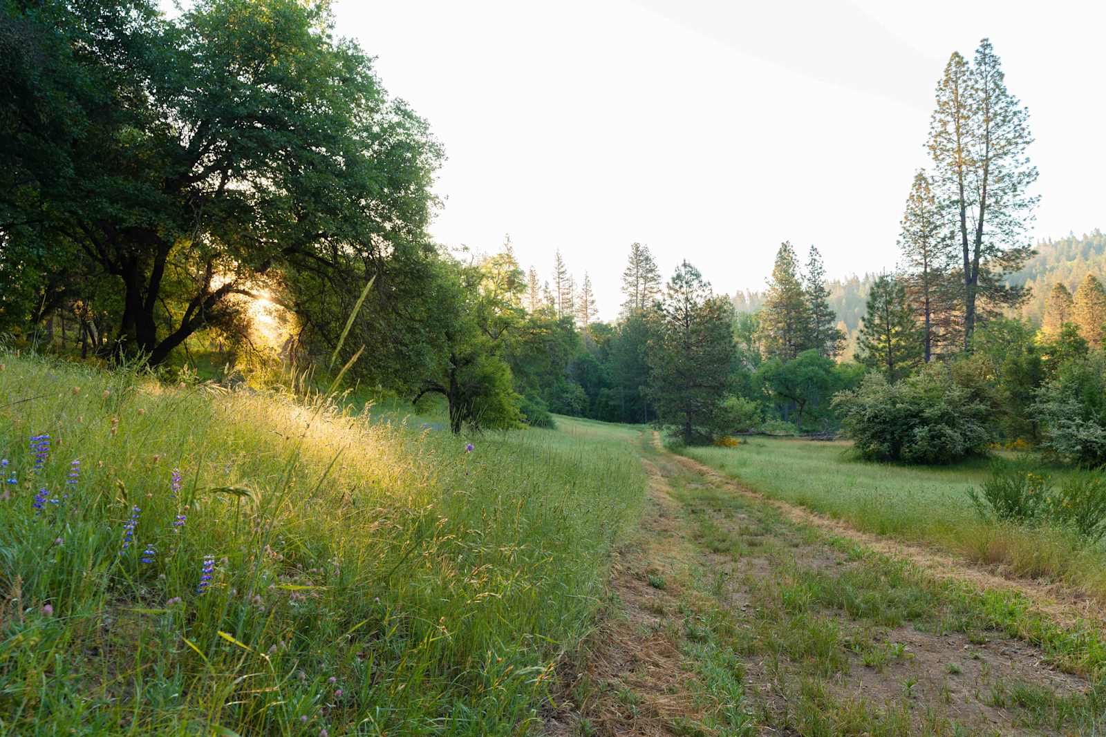Sierra Waters Homestead - Nevada City, California - glamping.directory