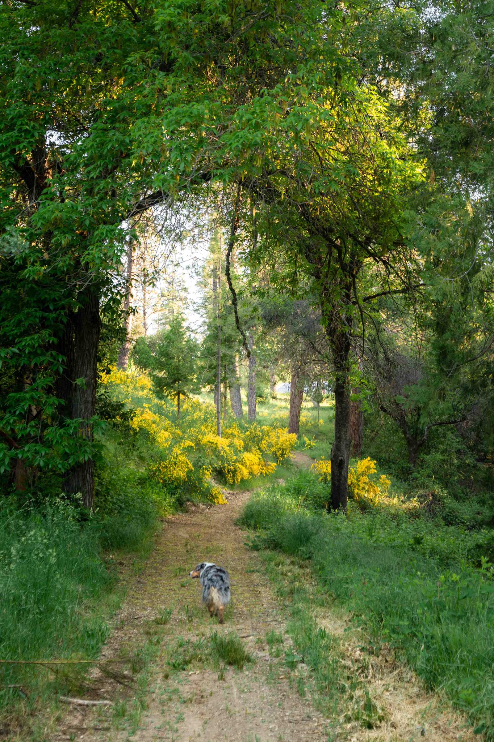Sierra Waters Homestead - Nevada City, California - glamping.directory
