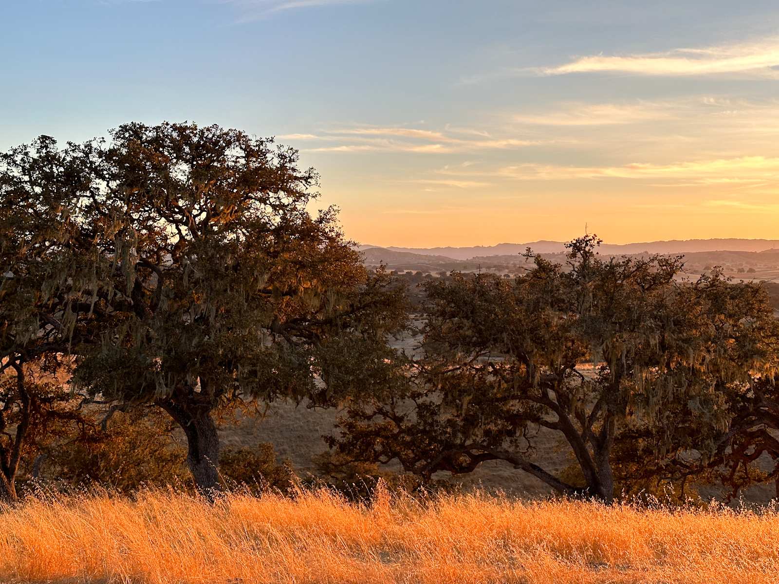 Twisted Branch - Paso Robles, California - glamping.directory