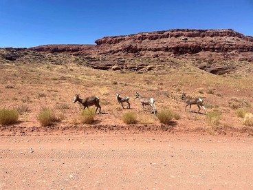 Cozy Romantic Glamping Tent on Secluded Ranch with Breathtaking Night Sky Views in Moab, Utah - Moab, Utah - glamping.directory
