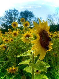 Idyllic Pocono Mountains Getaway for Glamping in Pennsylvania - Paradise Township, Pennsylvania - glamping.directory
