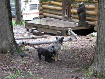 Rustic Pet-Friendly Log Cabin in the Woodlands near Utica, New York - Canajoharie, New York - glamping.directory