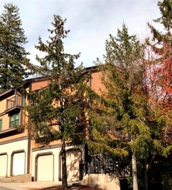 Stunning Cottage with Fireplace in Lake Arrowhead, California - glamping.directory