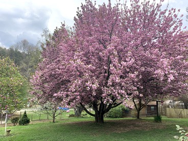 Luxury Cabin in the Trees for Large Groups near Asheville, North Carolina - Bryson City, North Carolina - glamping.directory