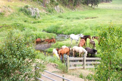 Enchanting Suite Rental with Shared Hot Tub near Hill City, South Dakota - Rapid City, South Dakota - glamping.directory
