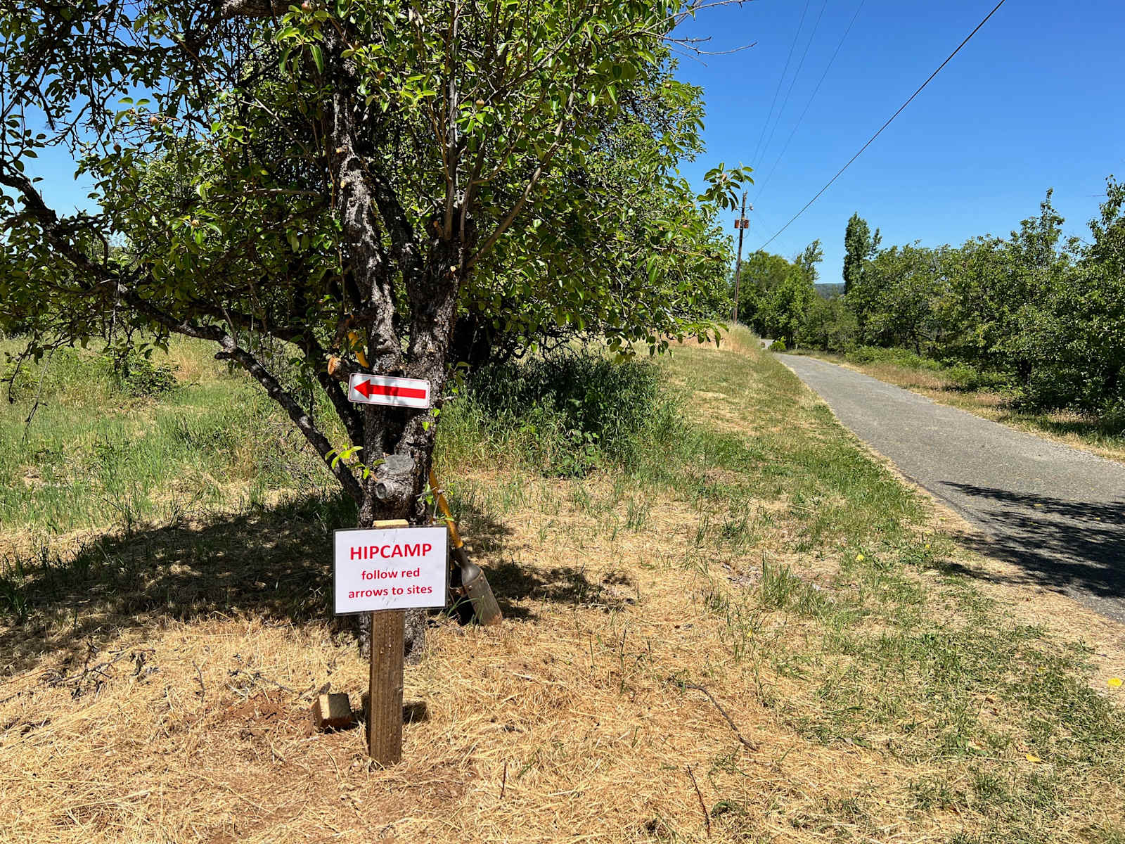 King Madrone - Placerville, California - glamping.directory