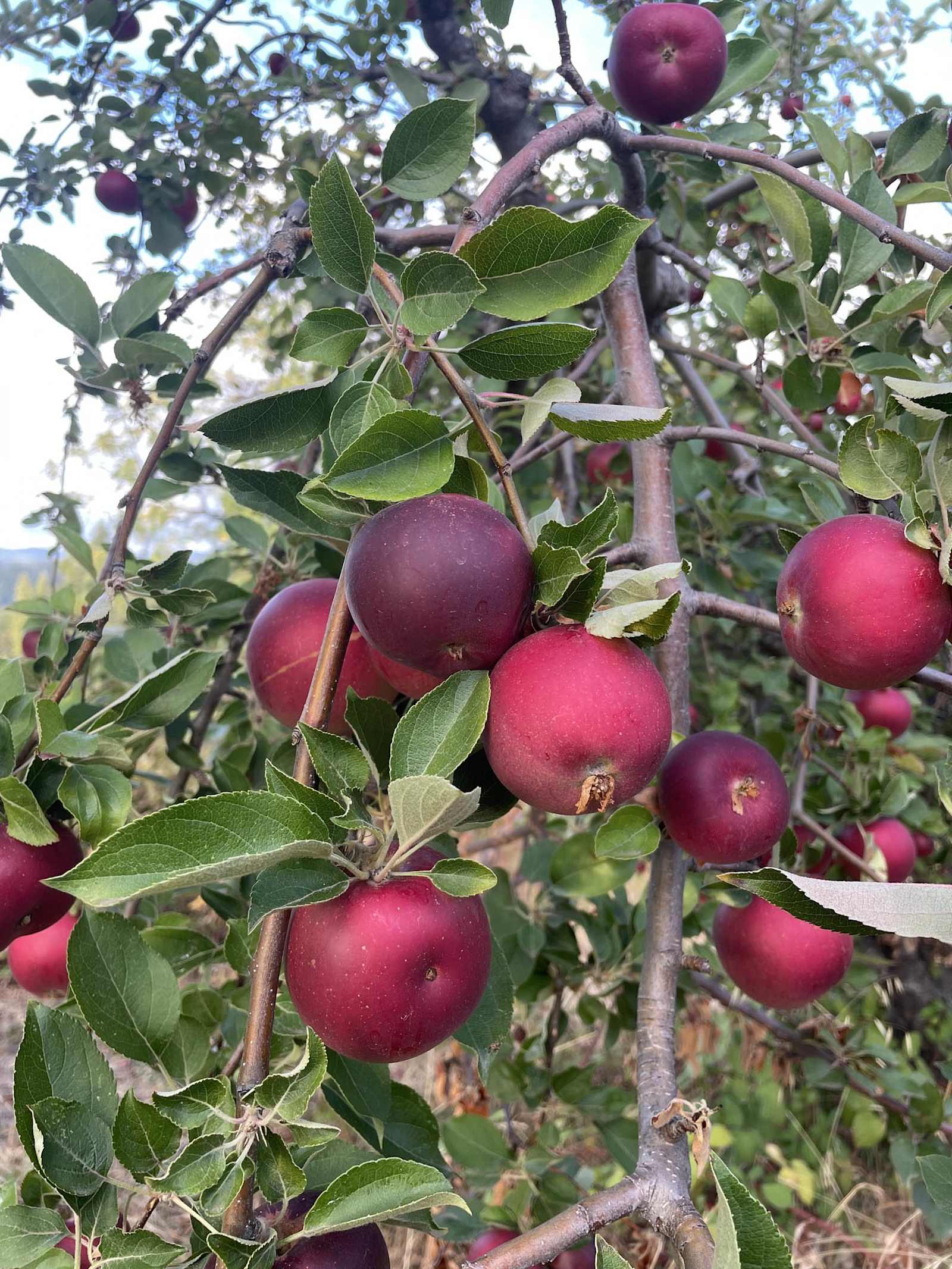 King Madrone - Placerville, California - glamping.directory