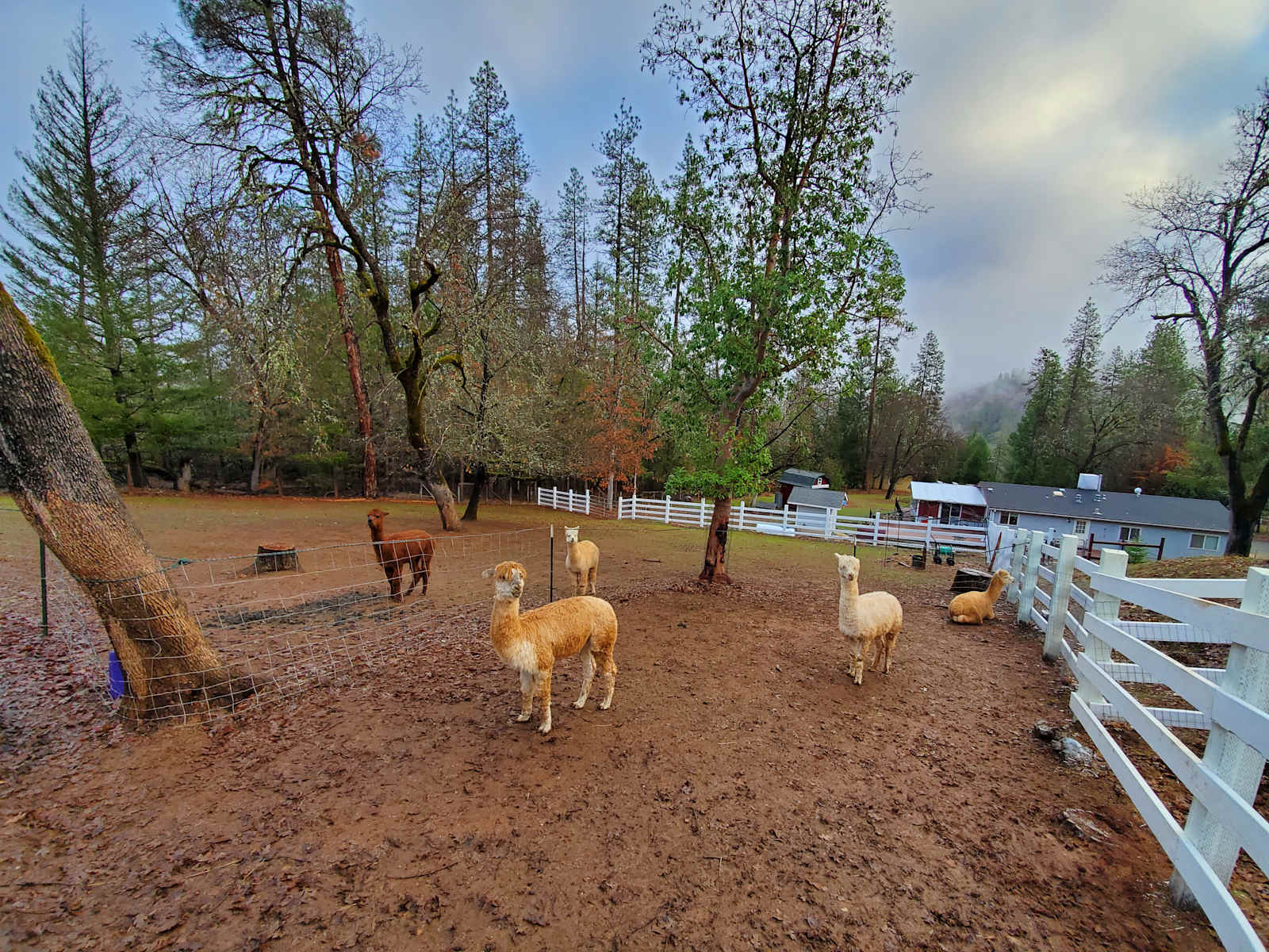 One Thing Ranch - Alpacas & Llamas - glamping.directory