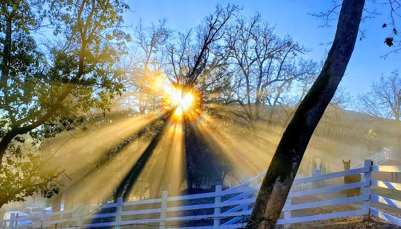 One Thing Ranch - Alpacas & Llamas - Lewiston, California - glamping.directory