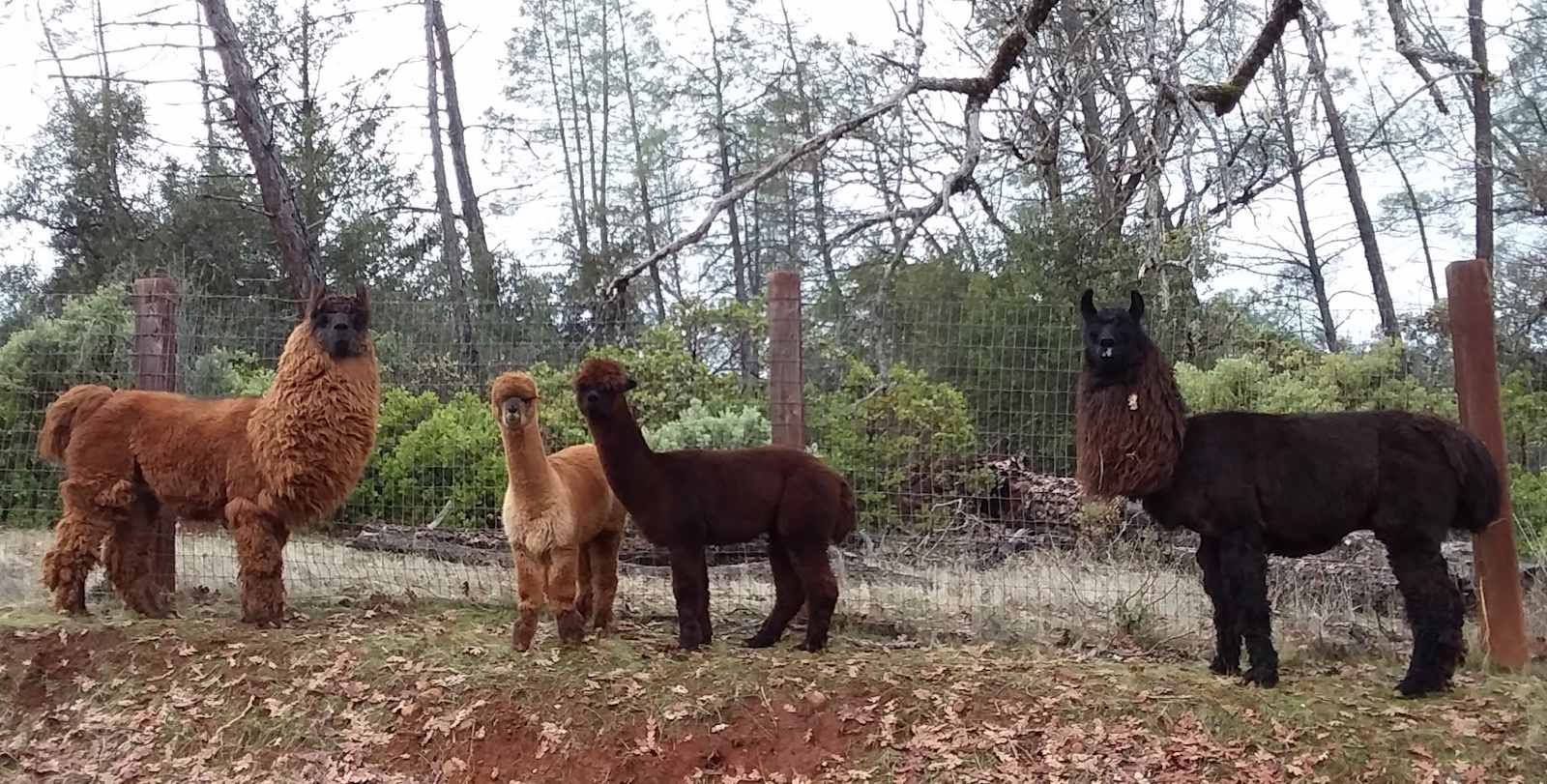 One Thing Ranch - Alpacas & Llamas - Lewiston, California - glamping.directory