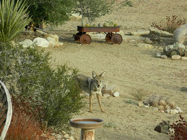 Unique Desert Rental near Secluded Wildlife Sanctuary in Joshua Tree, California - Pioneertown, California - glamping.directory