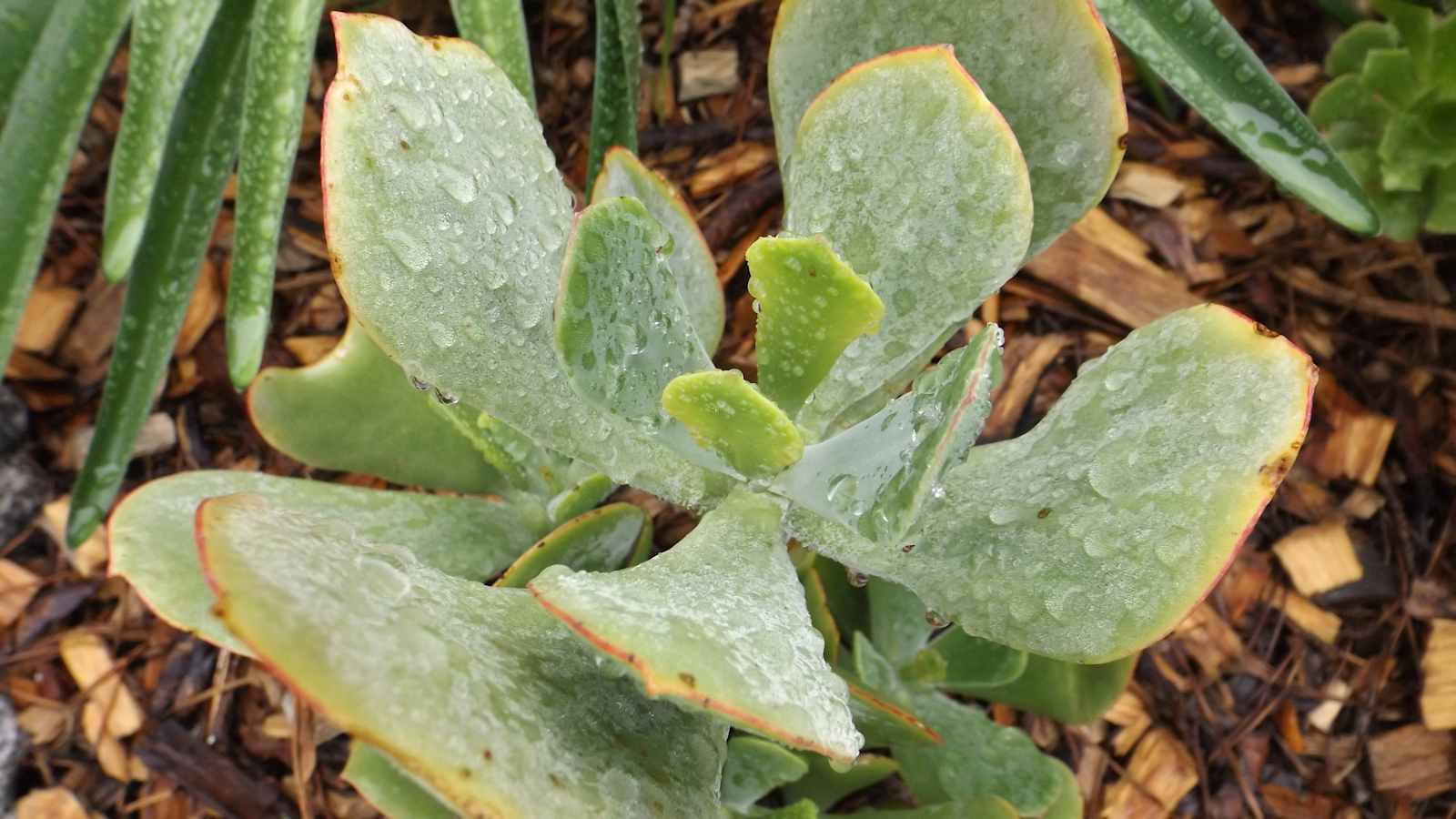 Ranch Blooms - glamping.directory